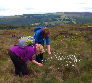 Looking at Cotton Grass