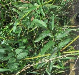 Great Burnet leaves