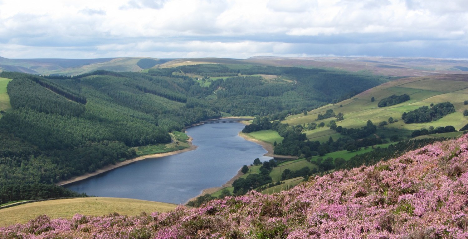 Ling Heather on Derwent Edge