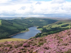 Ling Heather on Derwent Edge