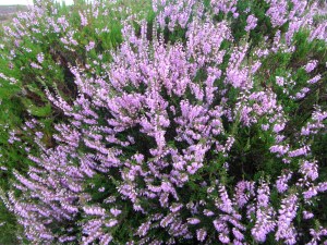 Ling Heather