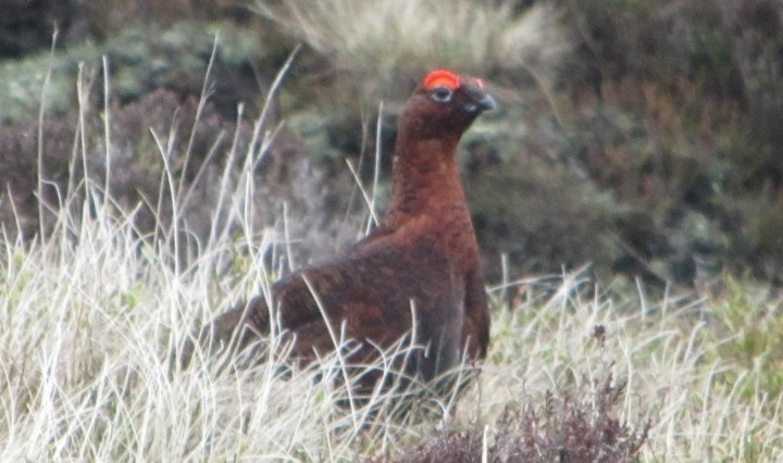 Red Grouse on Kinder Scout