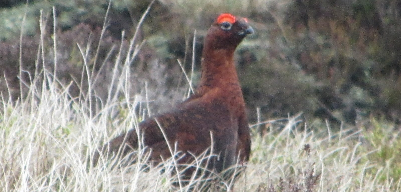 Red Grouse on Kinder Scout