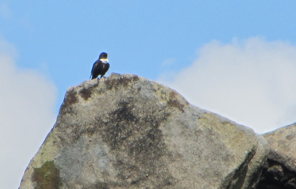 Ring Ouzel