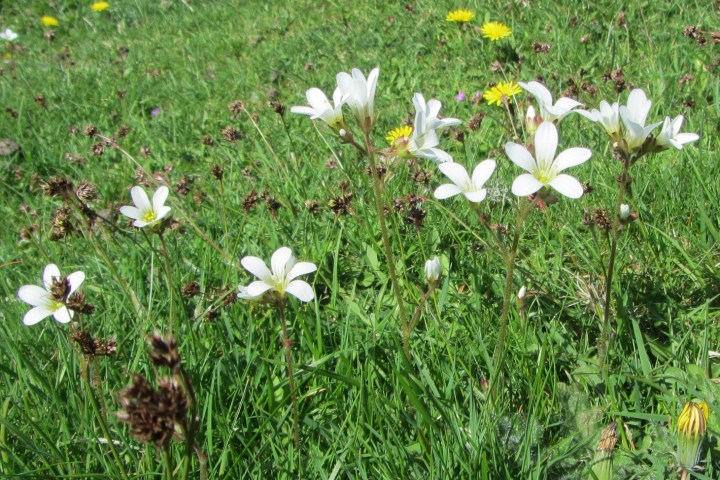 Meadow Saxifrage