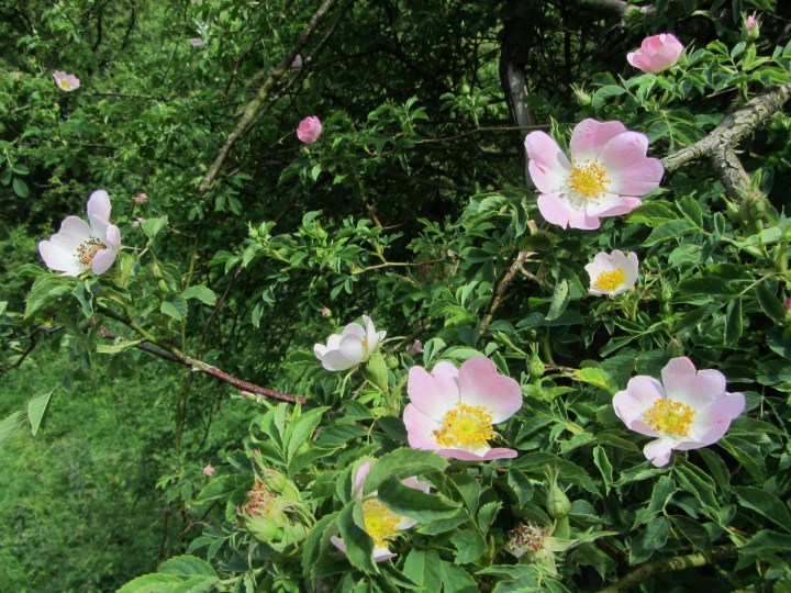 Wild Roses