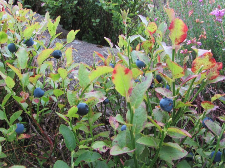 Bilberries