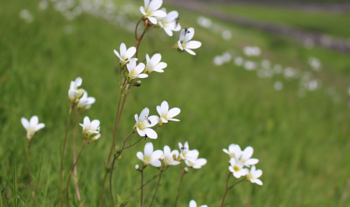 Meadow Saxifrage 1