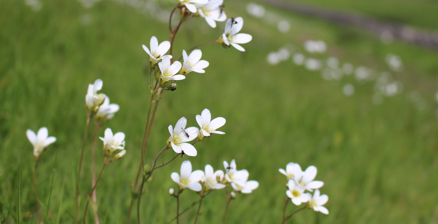 Meadow Saxifrage 1