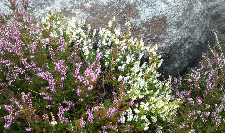 White and purple Ling Heather